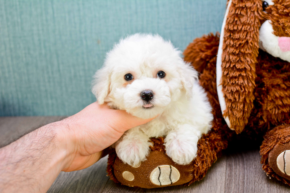 Popular Maltipoo Poodle Mix Pup