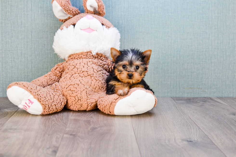 Meet Beckham - our Yorkshire Terrier Puppy Photo 