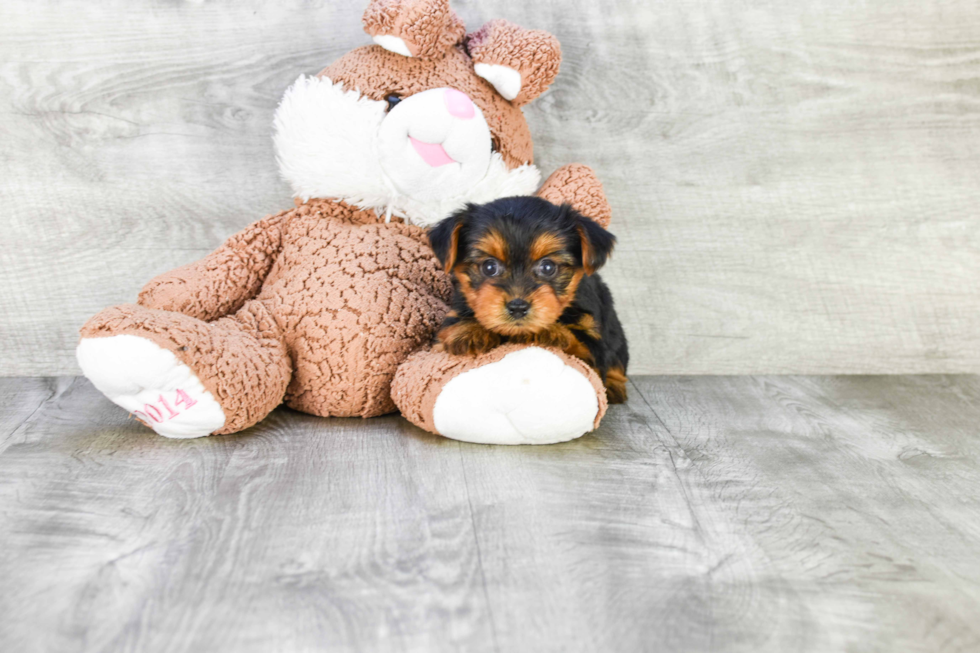 Meet Isabelle - our Yorkshire Terrier Puppy Photo 