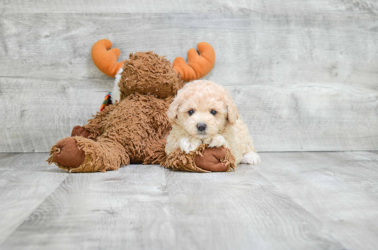 Small Maltipoo Baby