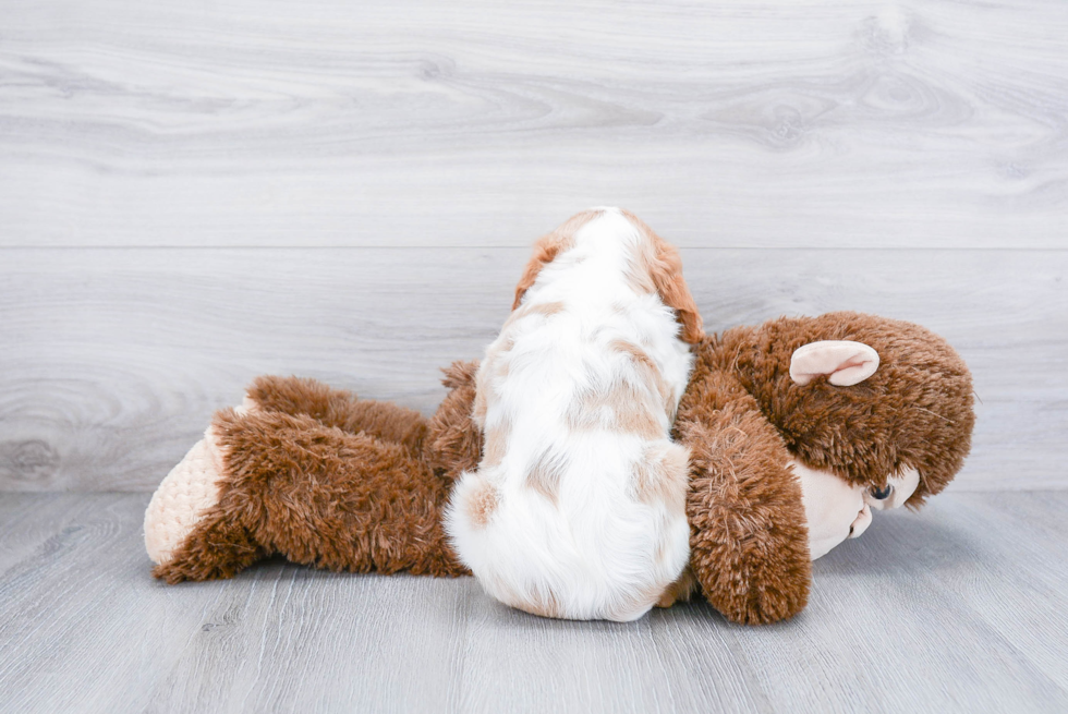 Sweet Cavalier King Charles Spaniel Purebred Puppy