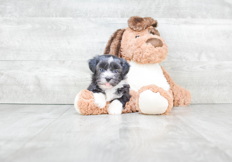 Smart Havanese Purebred Puppy