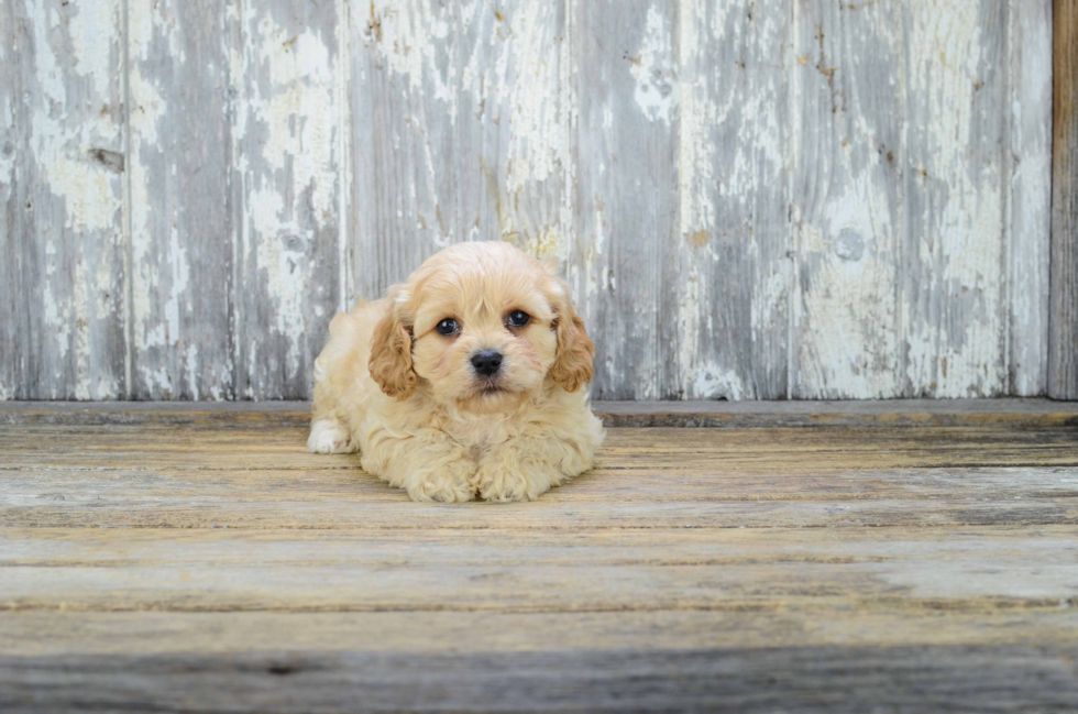 Petite Cavachon Designer Pup