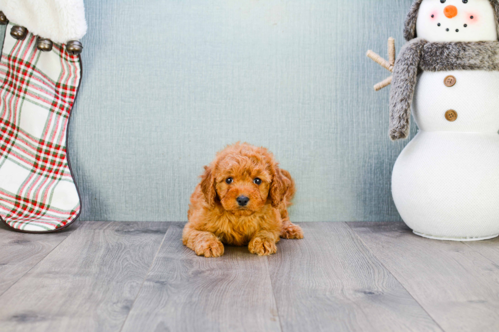 Happy Mini Goldendoodle Baby