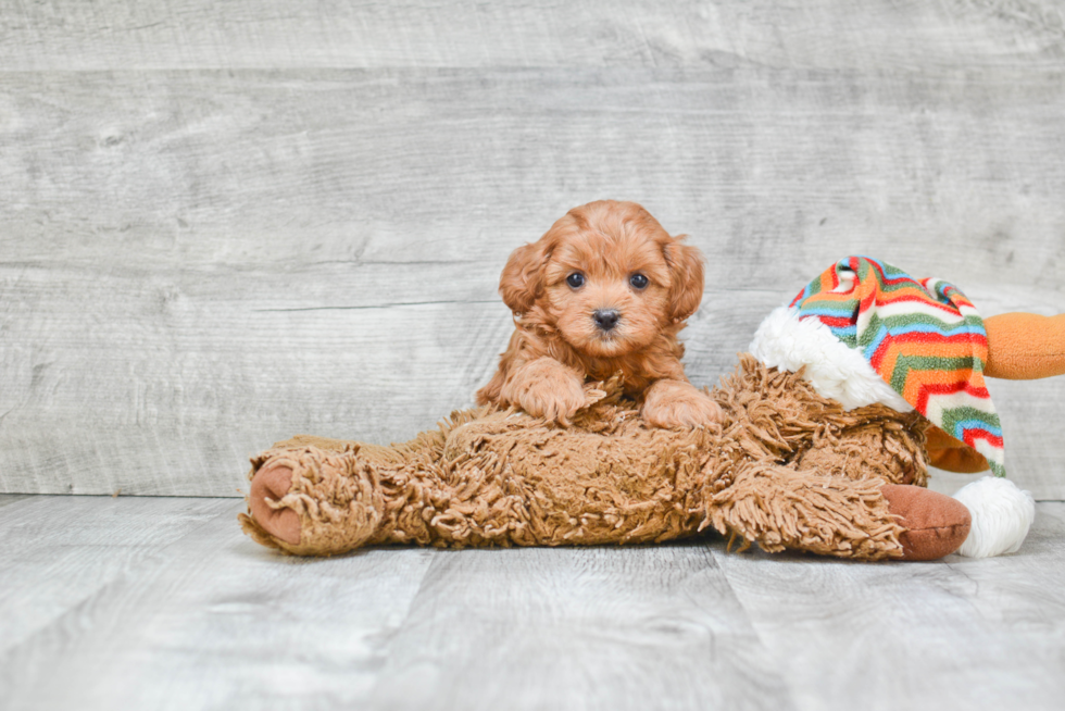 Little Cavoodle Poodle Mix Puppy