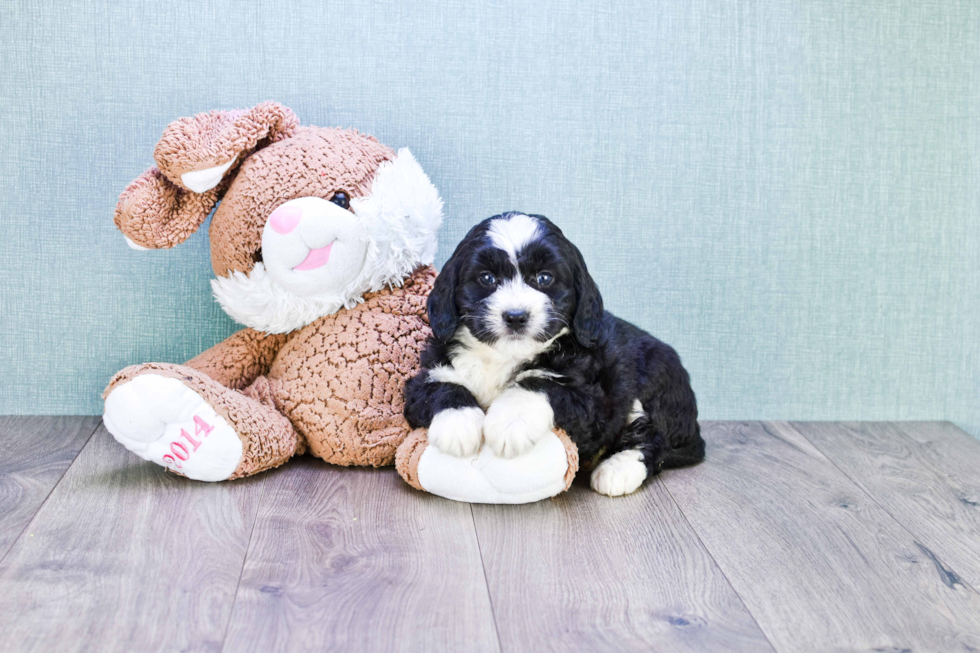 Energetic Mini Berniedoodle Poodle Mix Puppy