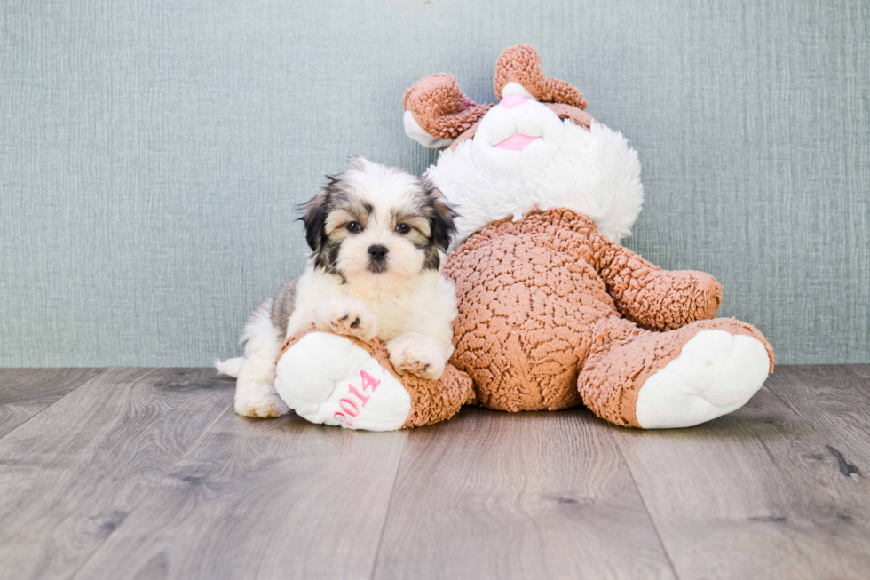 Friendly Teddy Bear Baby