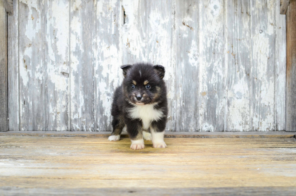 Energetic Mini Husky Designer Puppy