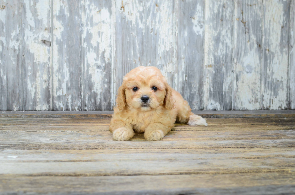 Popular Cavachon Designer Pup