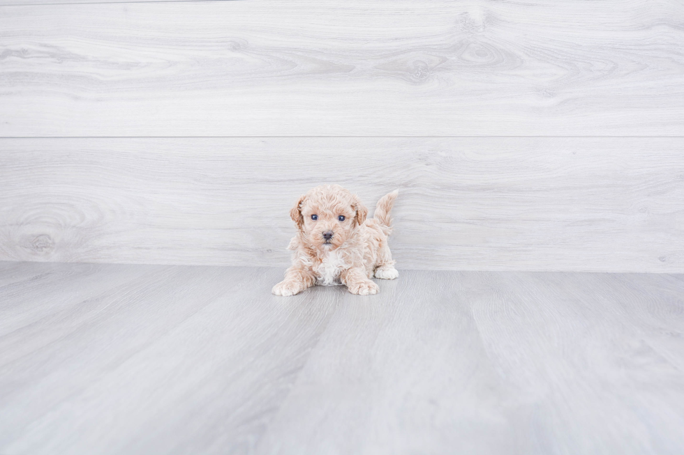 Best Maltipoo Baby