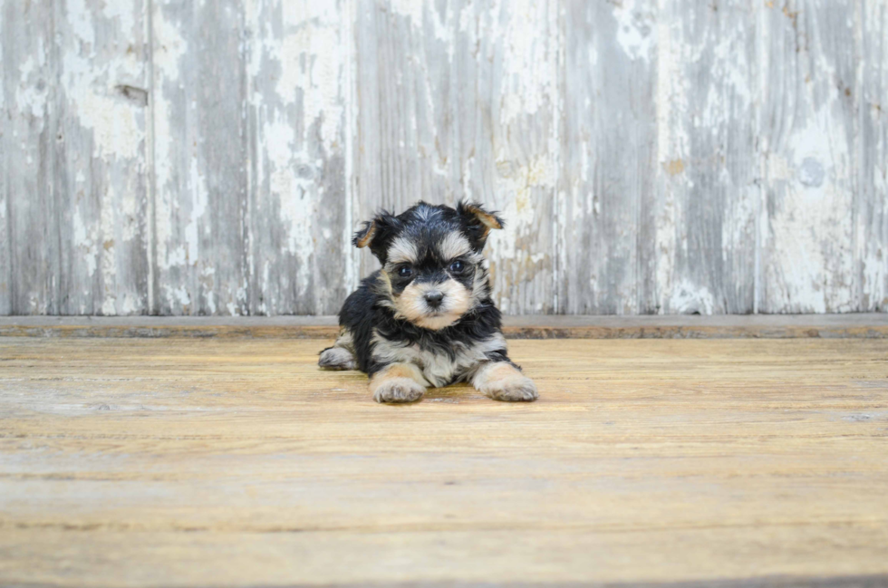 Small Morkie Baby