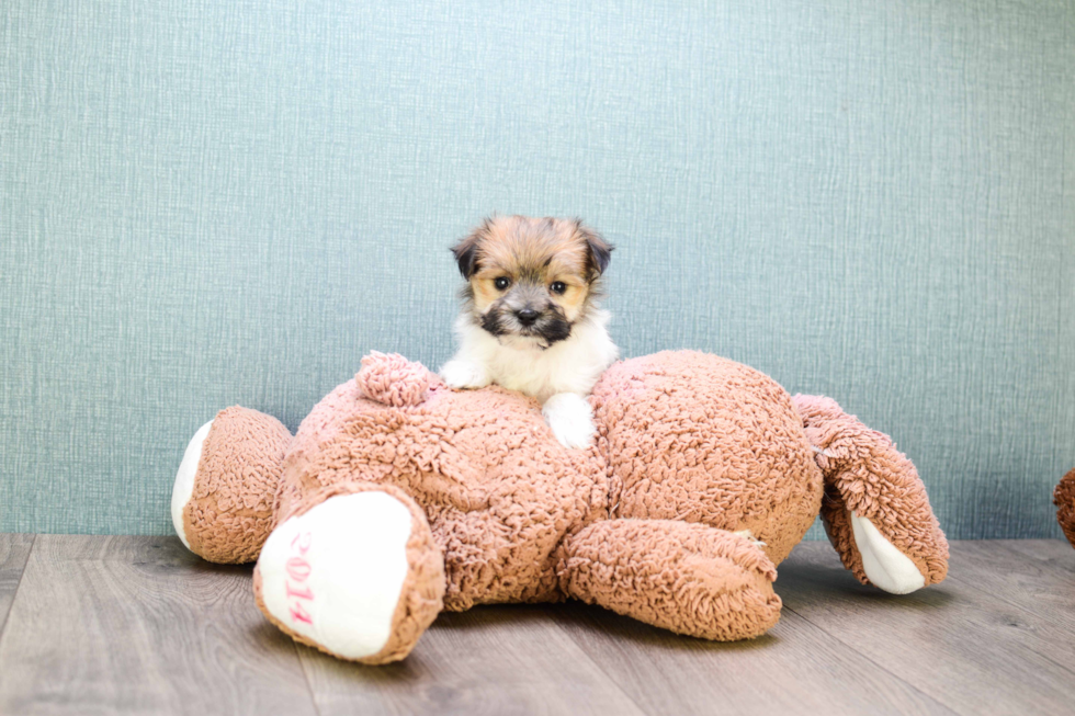 Adorable Yorkie Designer Puppy