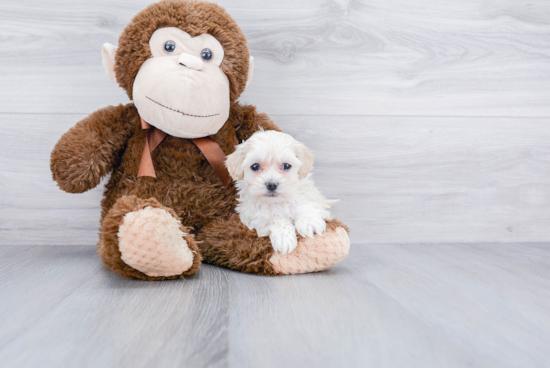 Friendly Maltipoo Baby