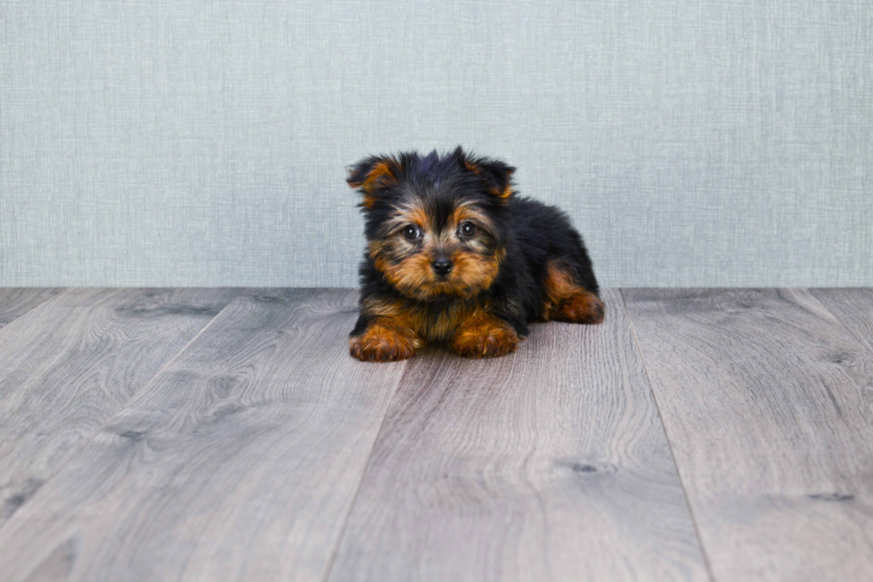 Meet Timmy - our Yorkshire Terrier Puppy Photo 