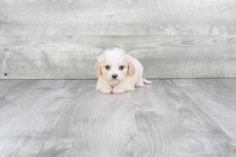 Cavachon Puppy for Adoption