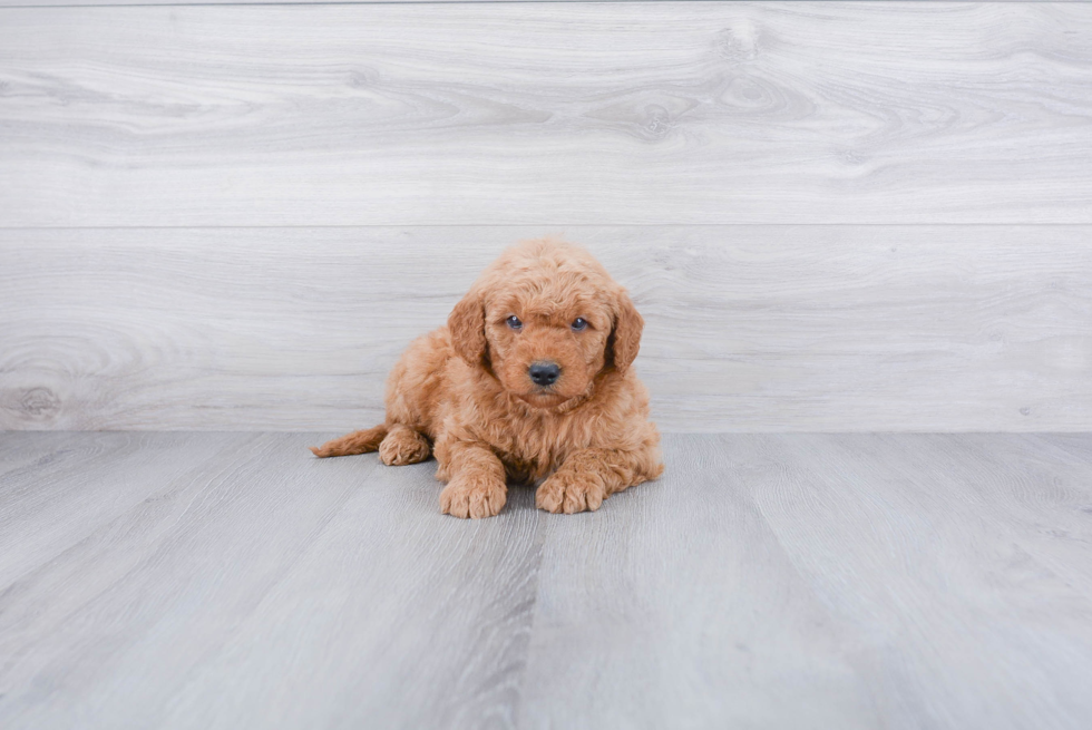 Petite Mini Goldendoodle Poodle Mix Pup