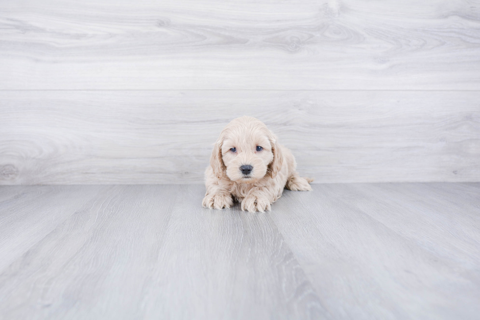 Cockapoo Puppy for Adoption