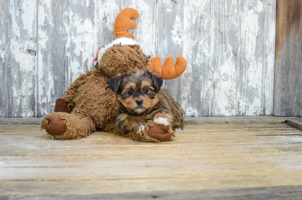 Small Shorkie Baby