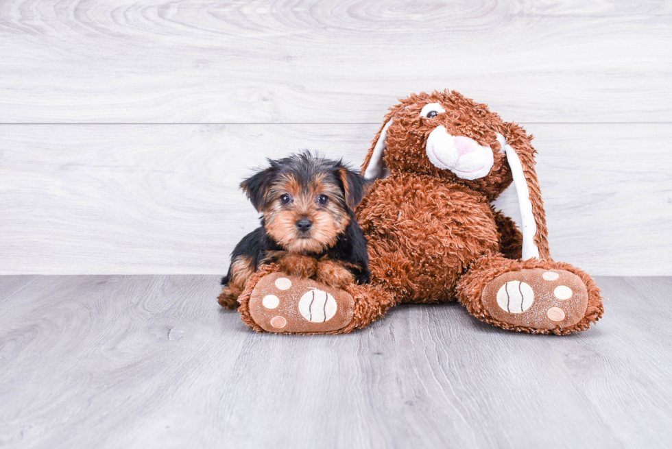 Meet Twinkle - our Yorkshire Terrier Puppy Photo 