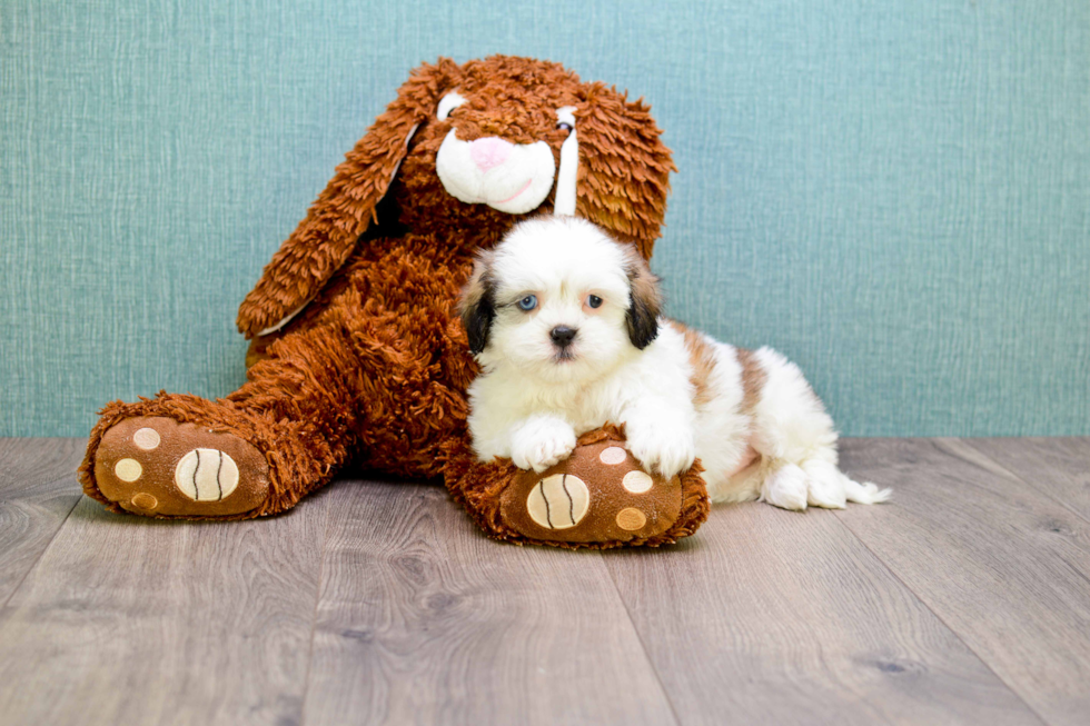 Sweet Teddy Bear Baby