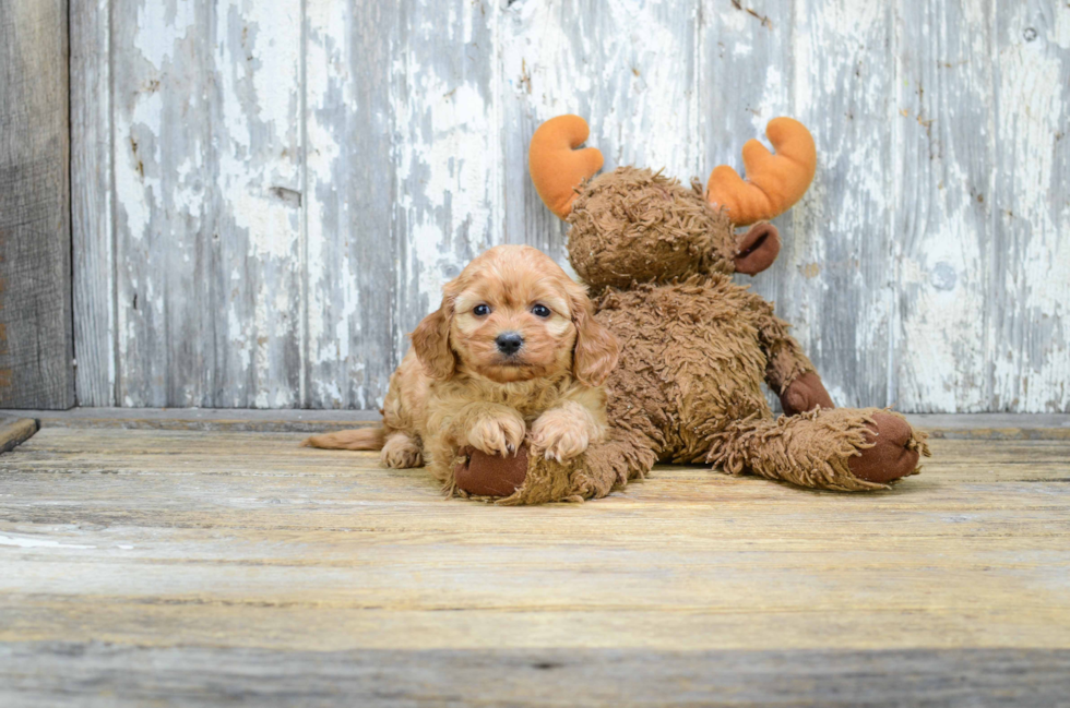 Cute Cavapoo Baby