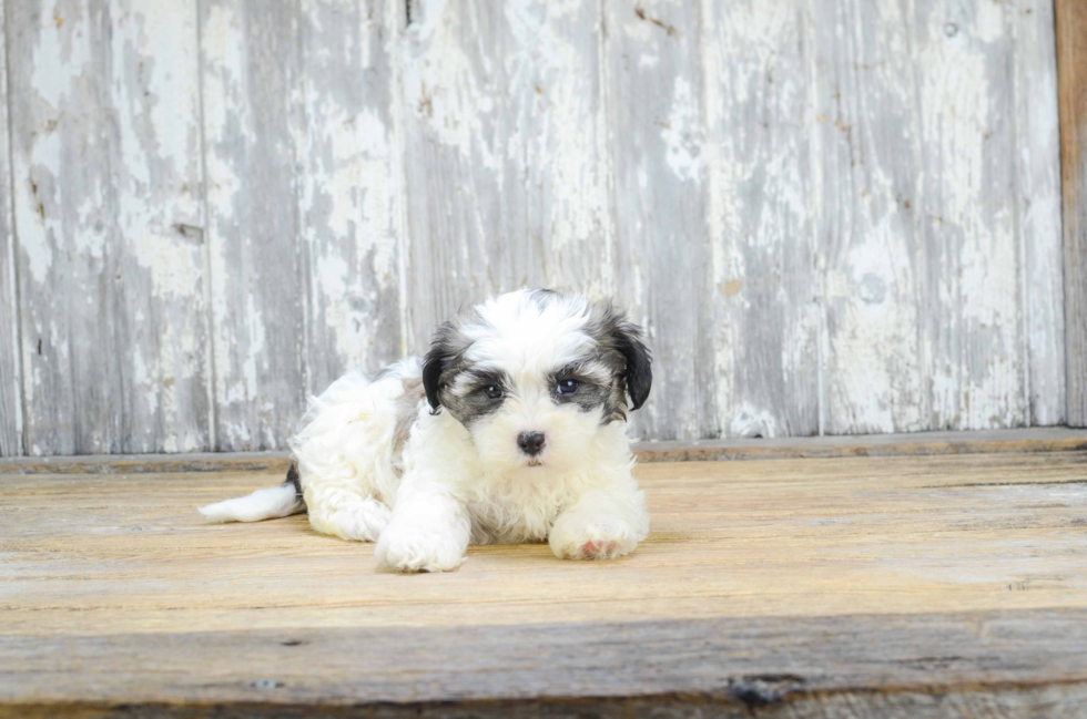 Teddy Bear Pup Being Cute