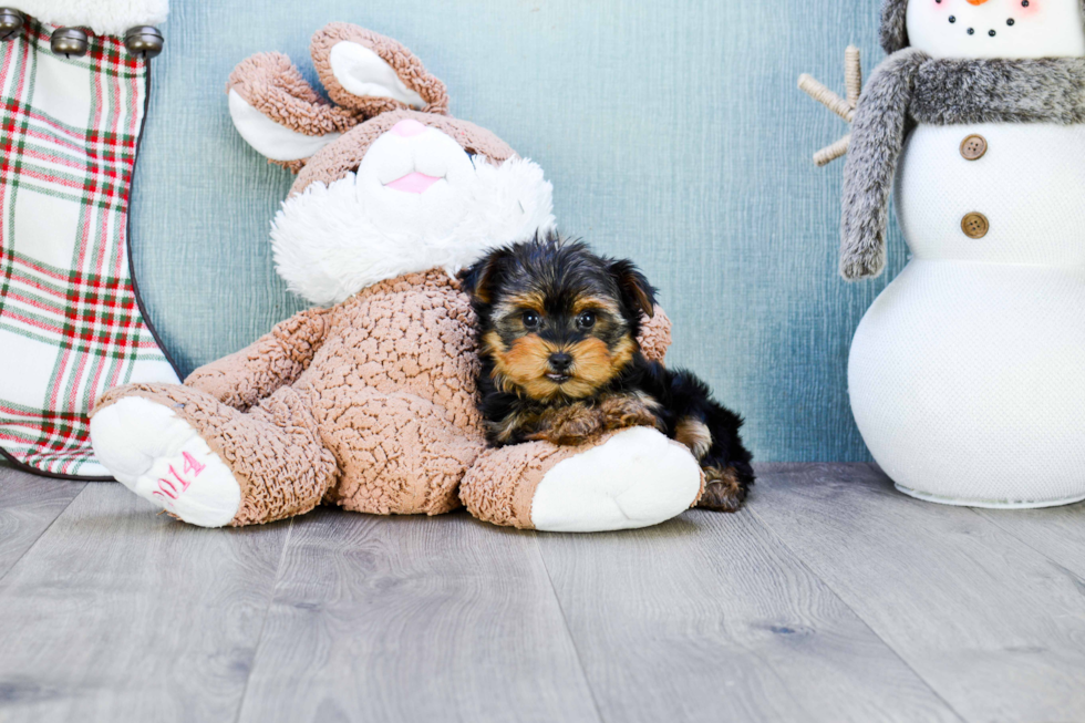 Meet Capone - our Yorkshire Terrier Puppy Photo 