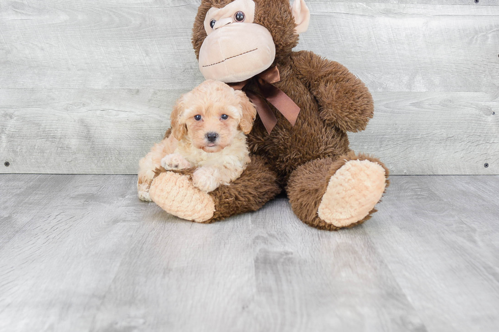 Maltipoo Puppy for Adoption