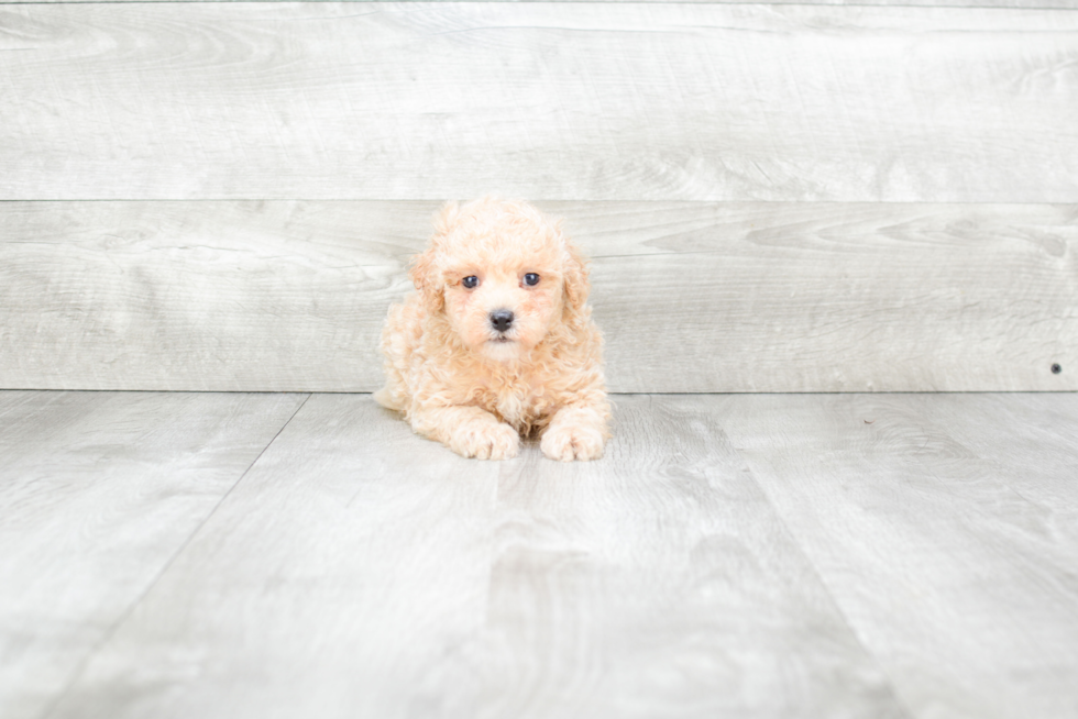 Akc Registered Poodle Purebred Pup