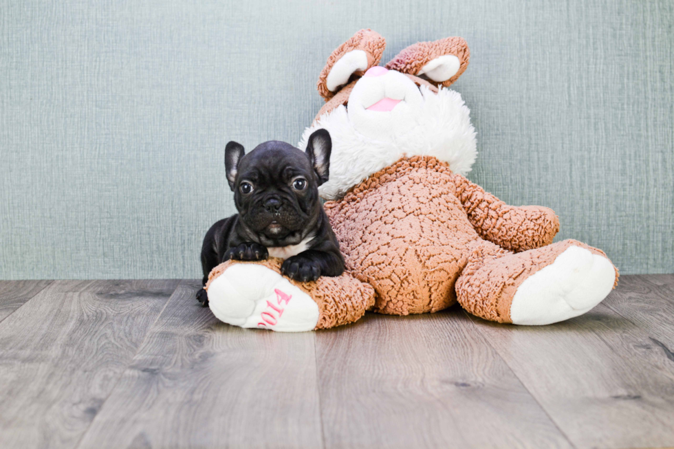 French Bulldog Puppy for Adoption