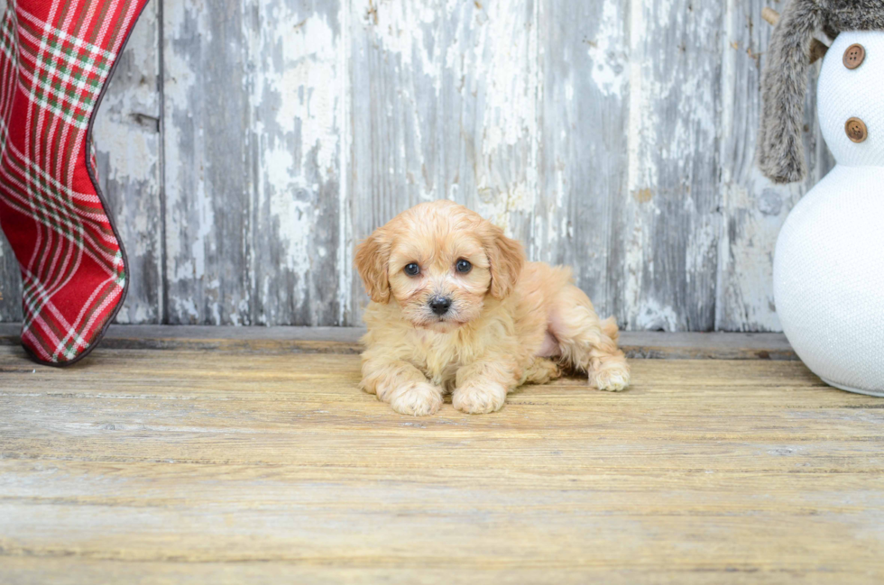 Best Cavachon Baby