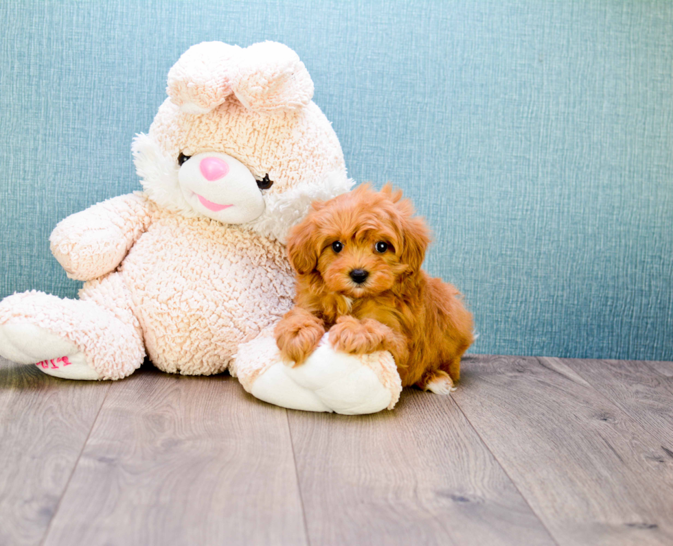 Cavapoo Pup Being Cute