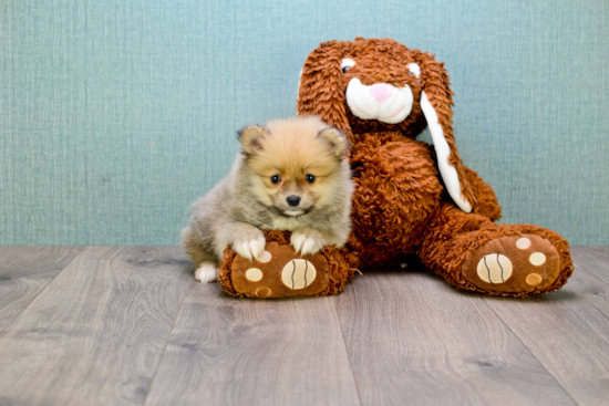 Petite Pomeranian Purebred Puppy