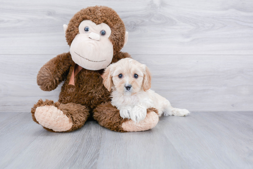 Playful Cavoodle Poodle Mix Puppy