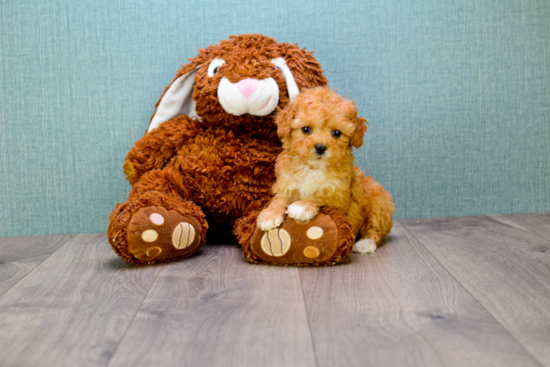 Cavapoo Puppy for Adoption