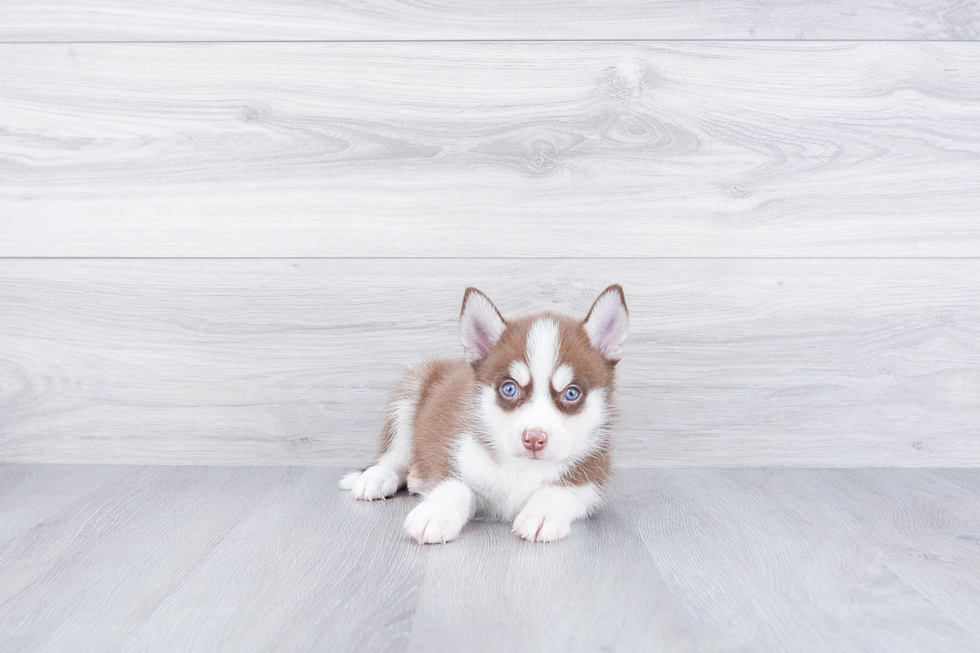 Best Pomsky Baby