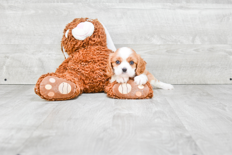 Best Cavalier King Charles Spaniel Baby