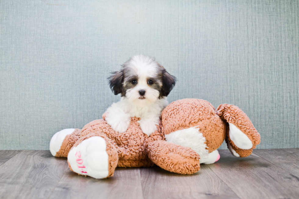 Playful Havanese Purebred Pup