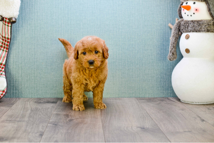 Cute Mini Goldendoodle Baby