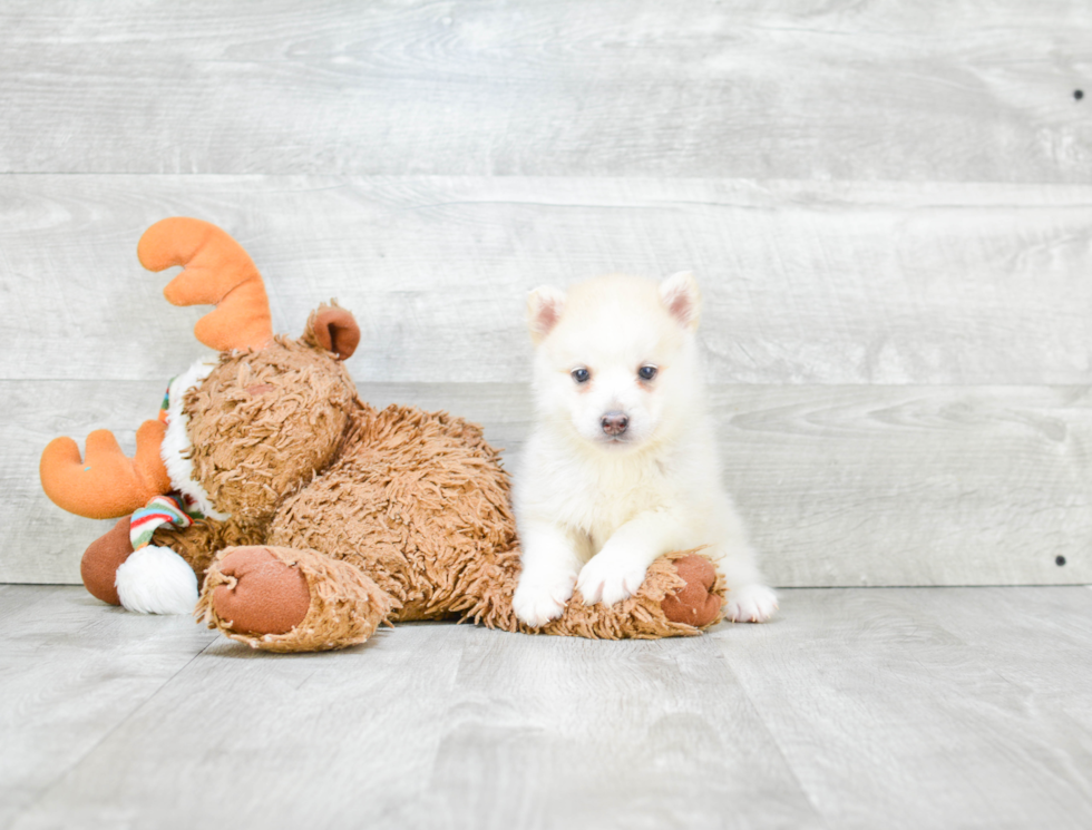 Pomsky Pup Being Cute