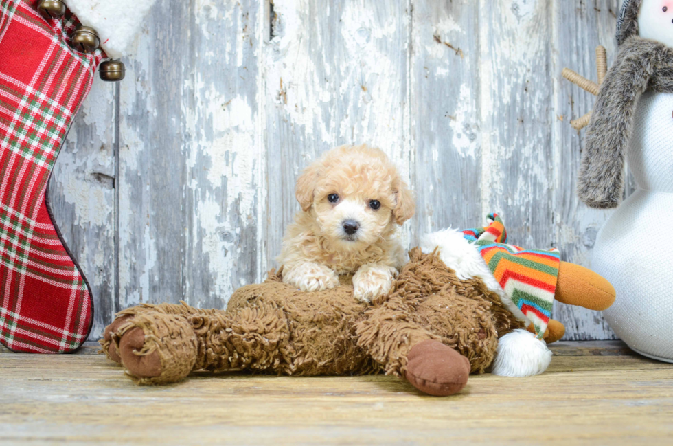 Happy Maltipoo Baby