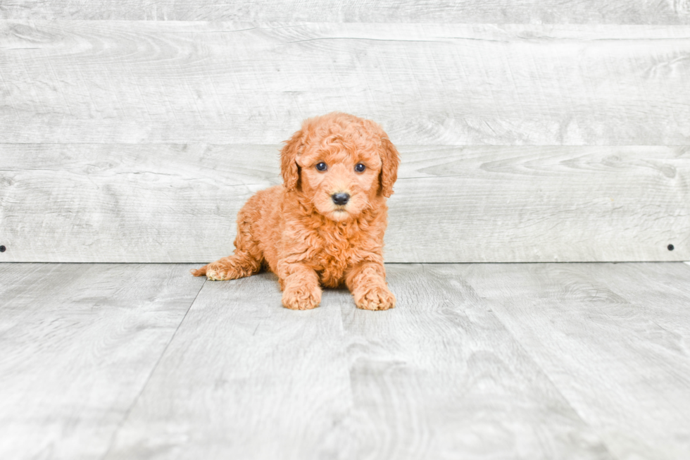 Popular Mini Goldendoodle Poodle Mix Pup