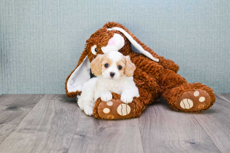 Cavachon Puppy for Adoption