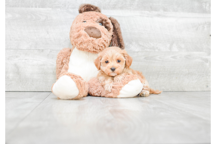 Best Maltipoo Baby