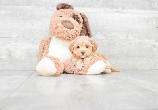 Best Maltipoo Baby