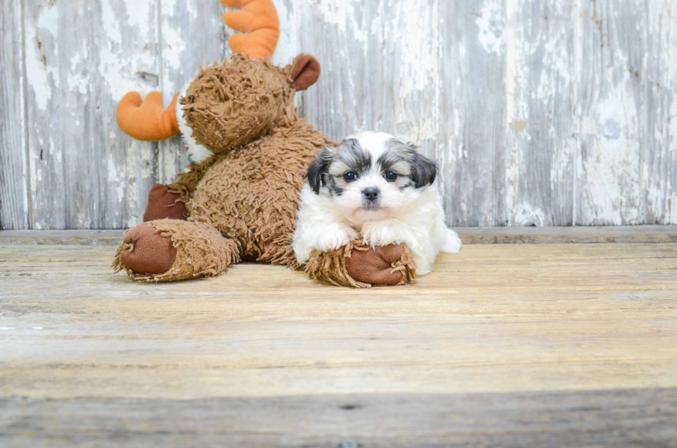 Fluffy Teddy Bear Designer Pup