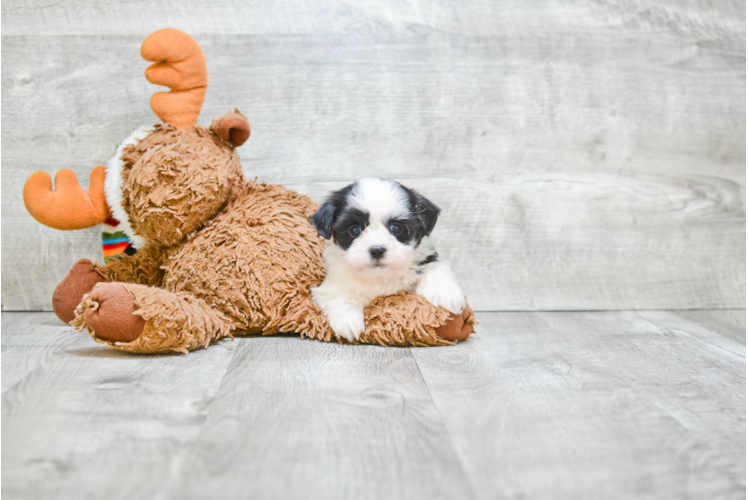 Hypoallergenic Shichon Designer Puppy