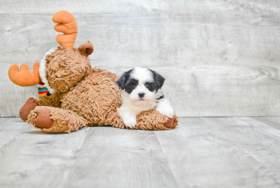 Hypoallergenic Shichon Designer Puppy