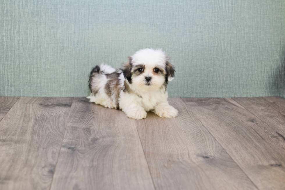 Popular Teddy Bear Designer Pup