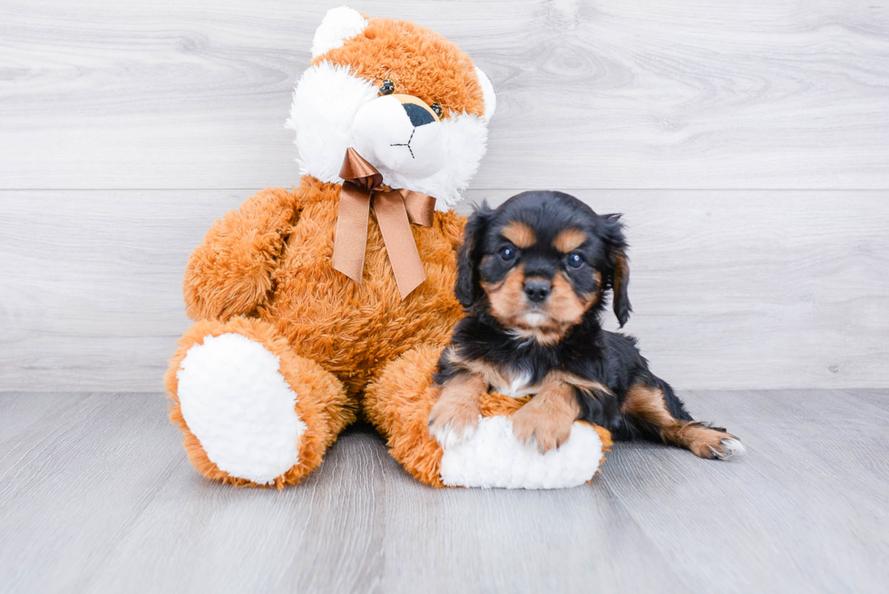 Popular Cavalier King Charles Spaniel Baby